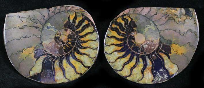 Iron Replaced Ammonite Fossil Pair #27461